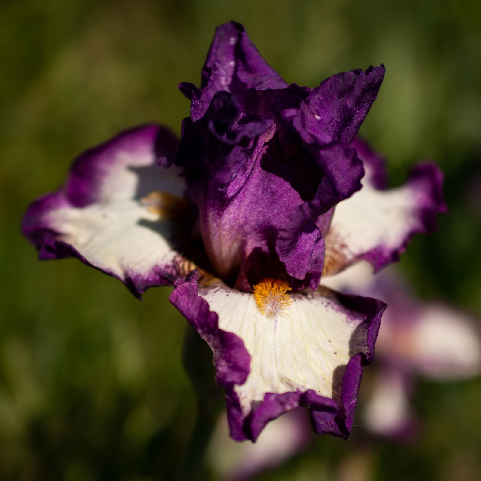 **FOOTLOOSE** Tall Bearded Iris. Pre-Order, Combined Shipping: Jul – Sep