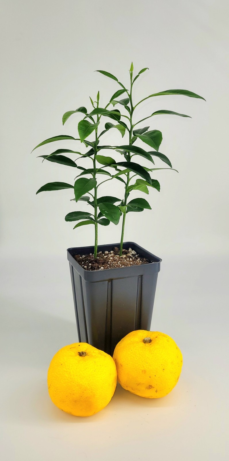 Pot of 2 Yuzu Trees, 6 Inches To One Foot Tall.