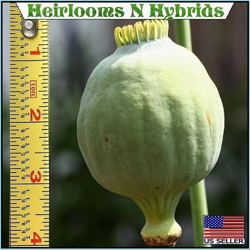 2,500+ The Giant, “Rattler” Papavear Somniferum Giganteum Poppy Seeds Huge Pods