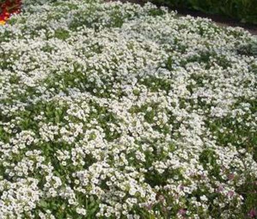 Alyssum Carpet of Snow Nice Garden Flower 1,000 Seeds