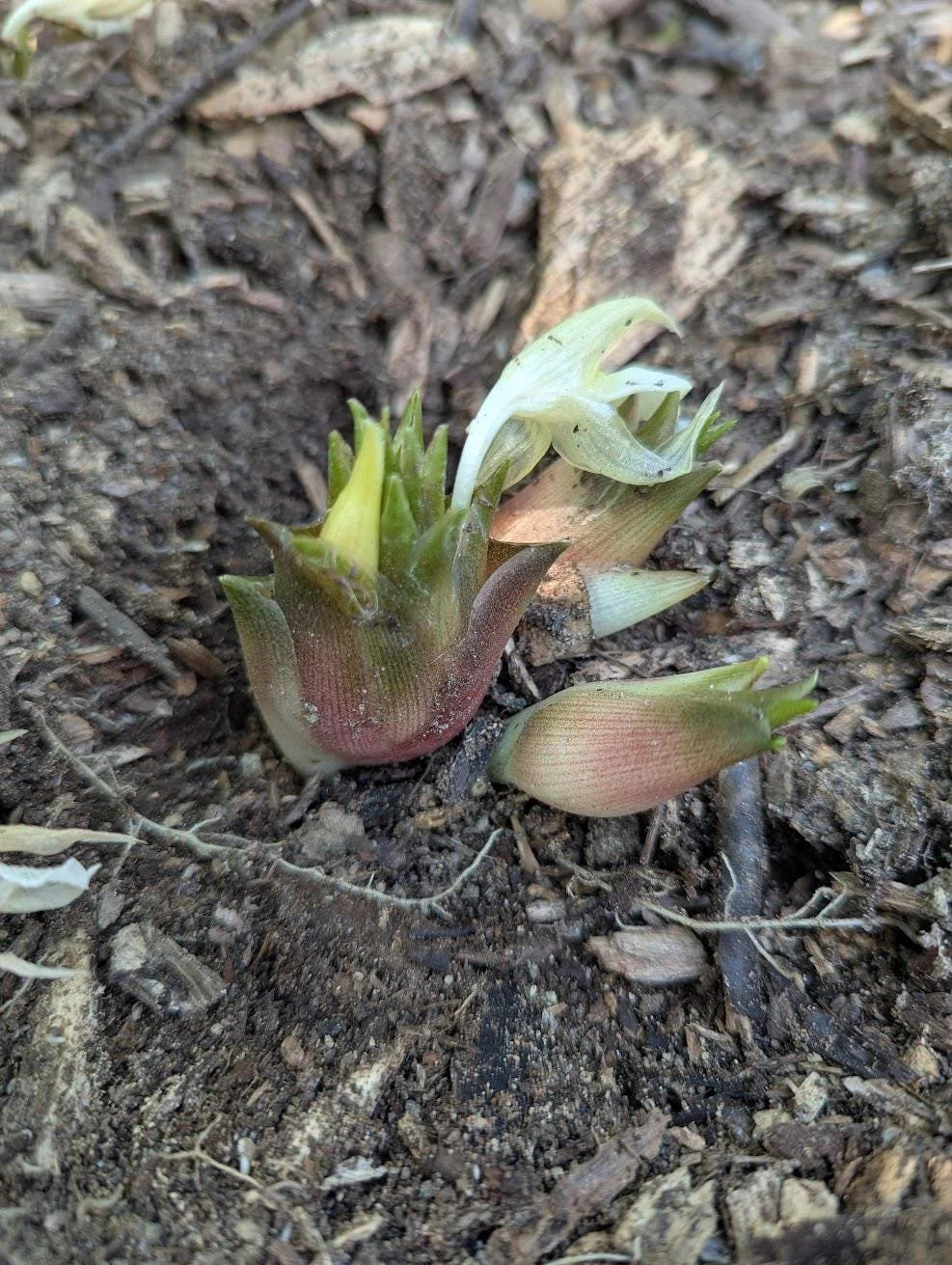 Myoga Ginger Live Roots, Cold Hardy Young Plants (Zone 5b)
