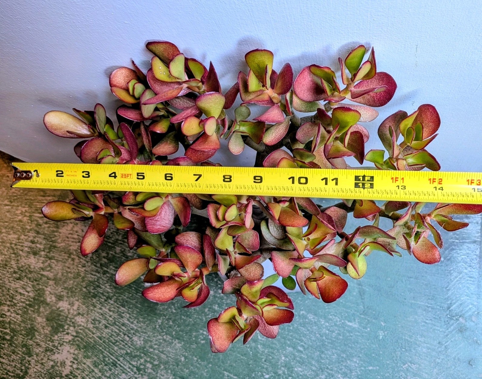 Semi-Stressed Crassula Ovata 3 Yrs-Old Jade Plant Stump @Door Pick Up *Zip 94538