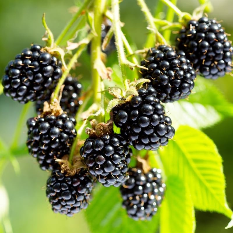 2 Sweet Pie BlackBerry Plants Live, 4-8 Inch Height, BlackBerry Bush Live Plant