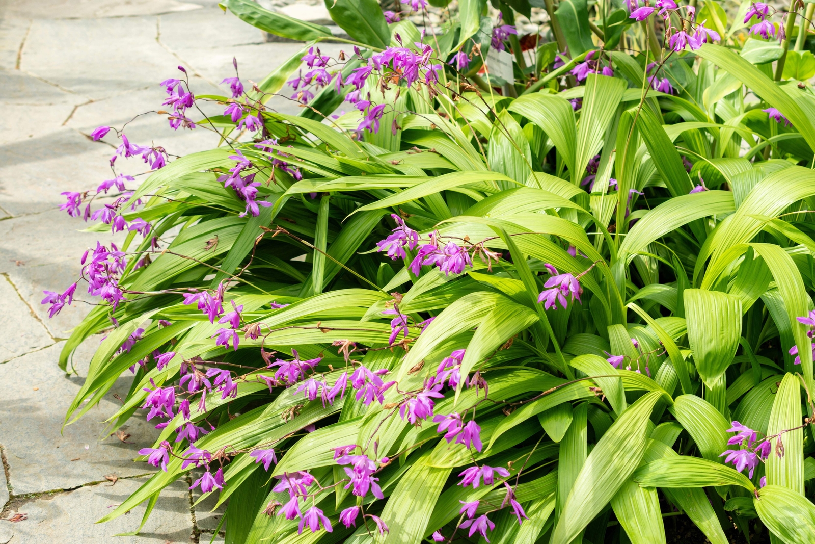 50 Hardy CHINESE GROUND ORCHID Bletilla Striata Purple Flower Seeds