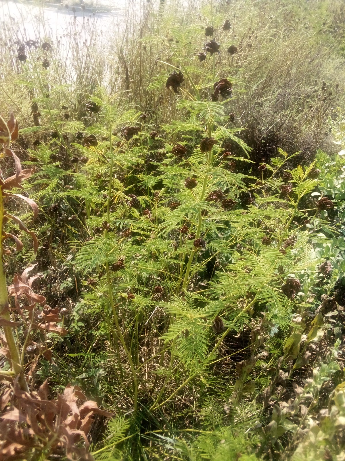 Legume and Grass Companion Plant Mix – Acacia, Desmanthus, Phalaris