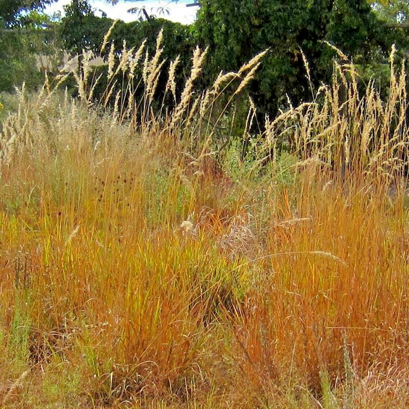 501+INDIAN GRASS Seeds Native Prairie Wildflower Ornamental Poor Soils Heat Cold