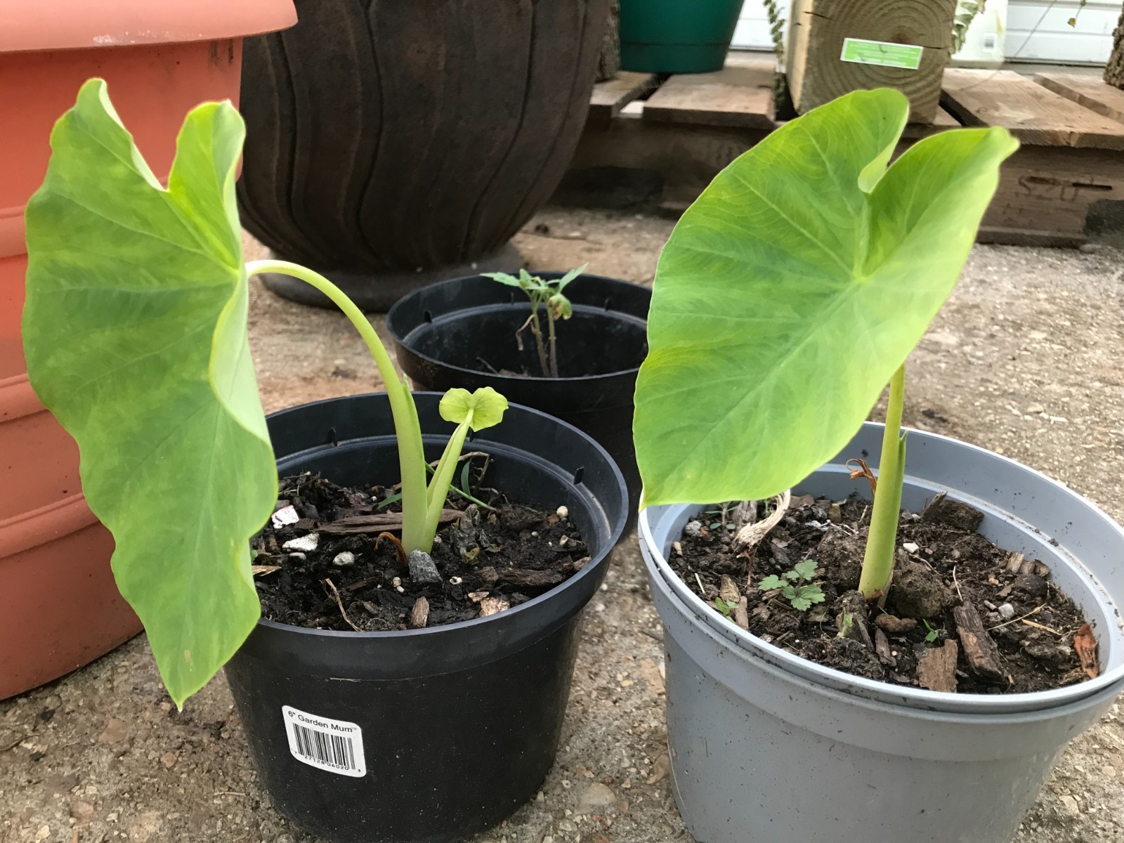 5-Pack * Elephant Ear Bulbs * Grow a Tropical Garden! – FREE SHIPPING –