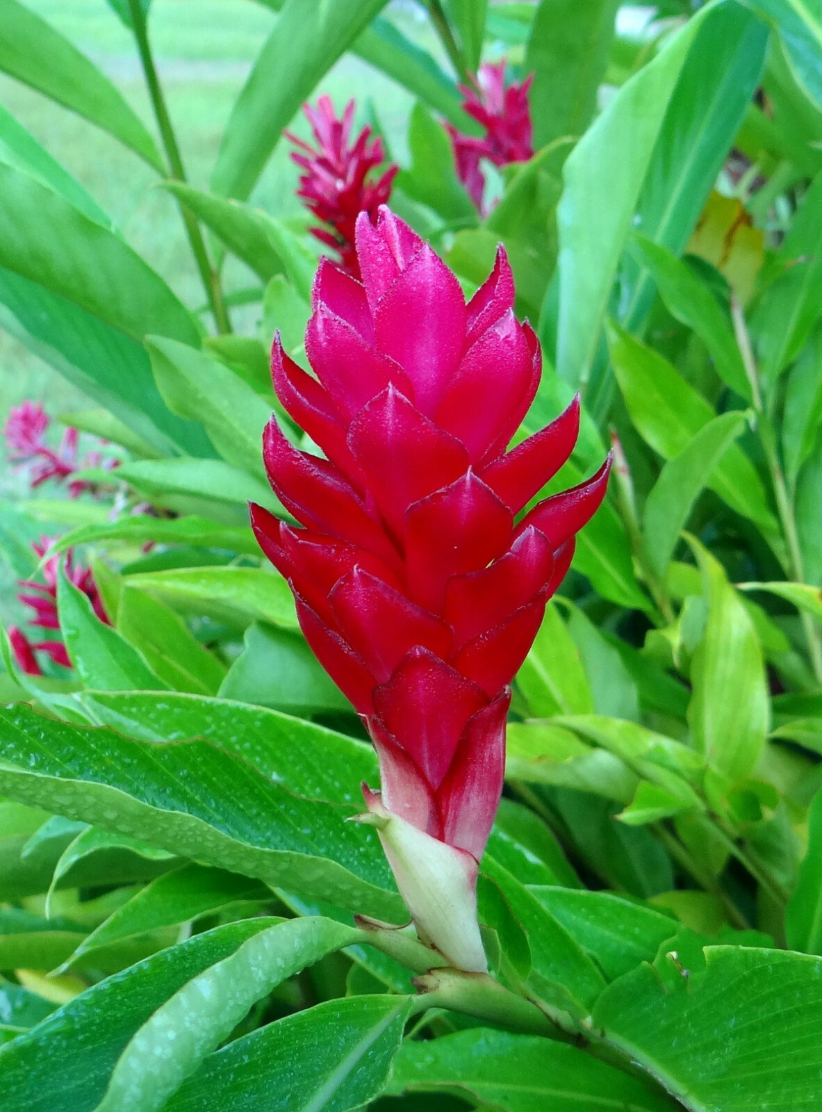 Hawaiian Red Ginger Alpinia Purpurata Starter Plant 6 to 10 In. Tall NO BLOOM