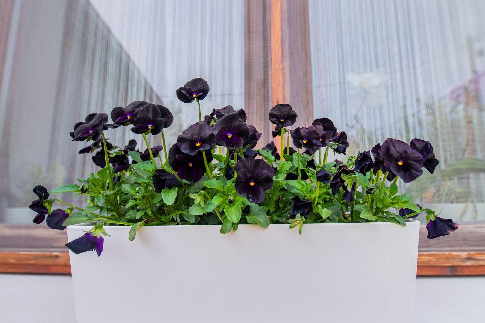 50 BLACK PANSY Clear Crystals Viola Wittrockiana Flower Seeds *Comb S/H