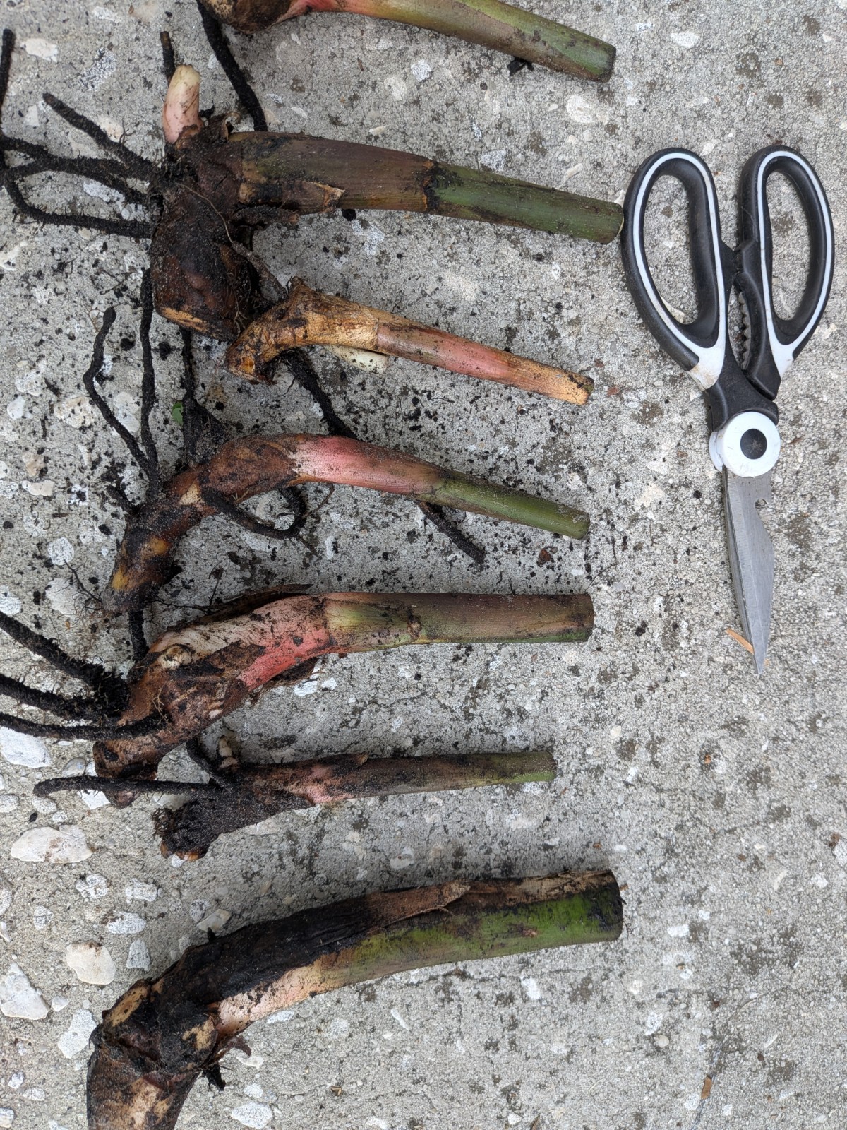 HELICONIA ROSTRATA HANGING LOBSTER CLAW LIVE RHIZOME EXOTIC TROPICAL PLANT