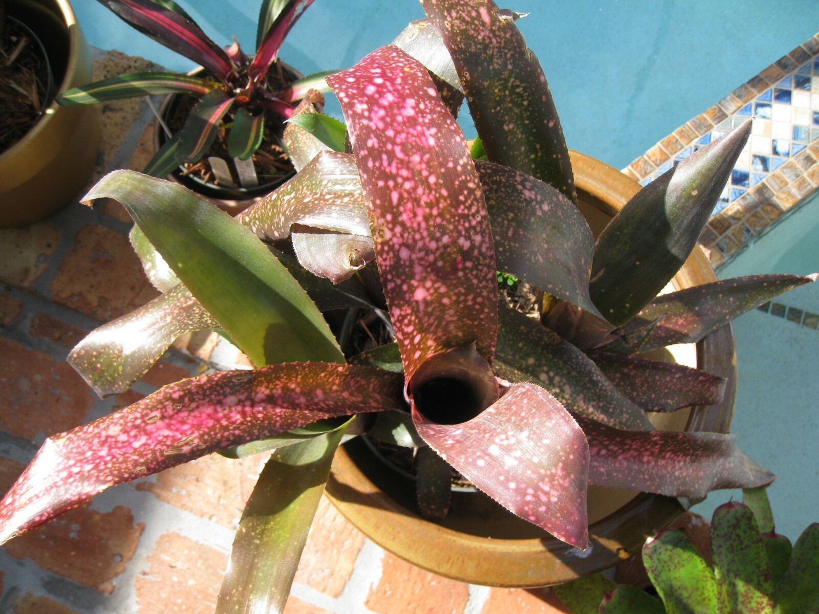 Billbergia PINK CHAMPAGNE Bromeliad one tropical plant ***SALE***