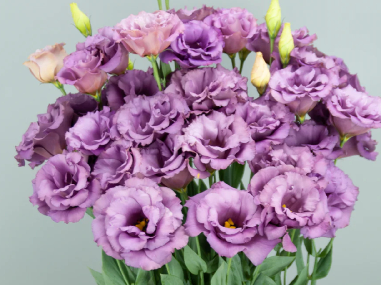 Lisianthus Live Plant, Healthy Starter, Mother’s Day Edition