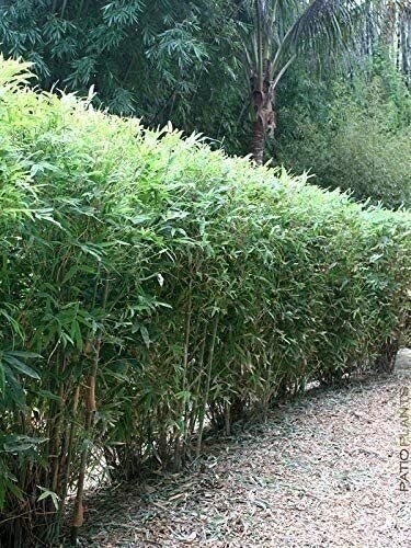 Bamboo Fernleaf | 1 Gallon | Bambusa multiplex | Low Maintenance | Hardy Plant
