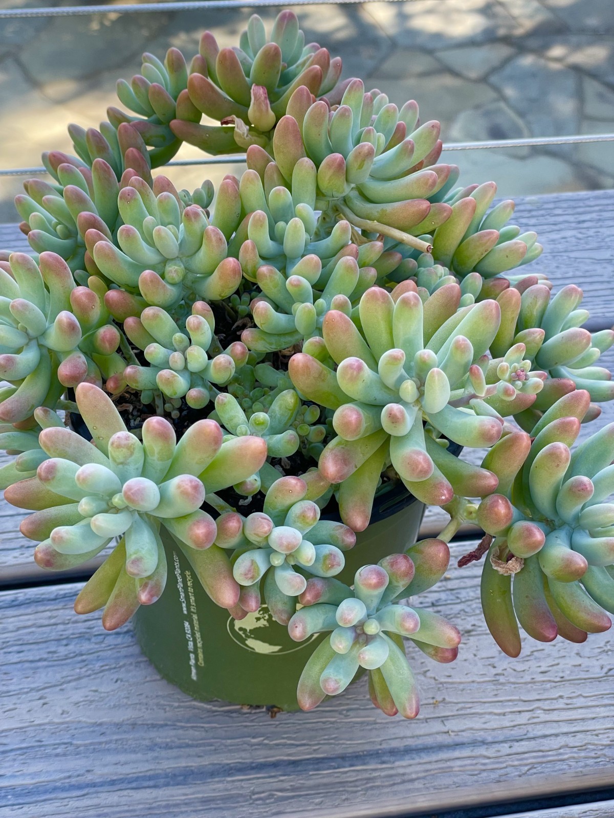 Rare Live Succulent Plant Sedum Pachyphyllum Unrooted Cutting 2-3 Inches