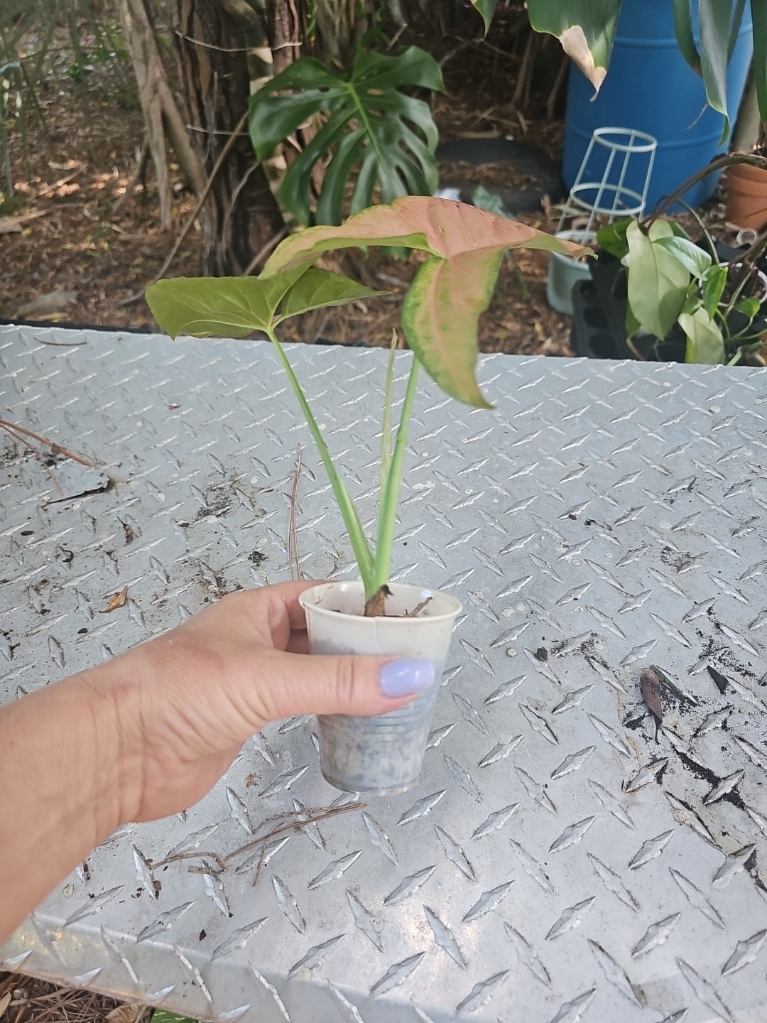 Syngonium pink Red Green Podophyllum Arrowhead Plant Fully Rooted 2.5″ Pot