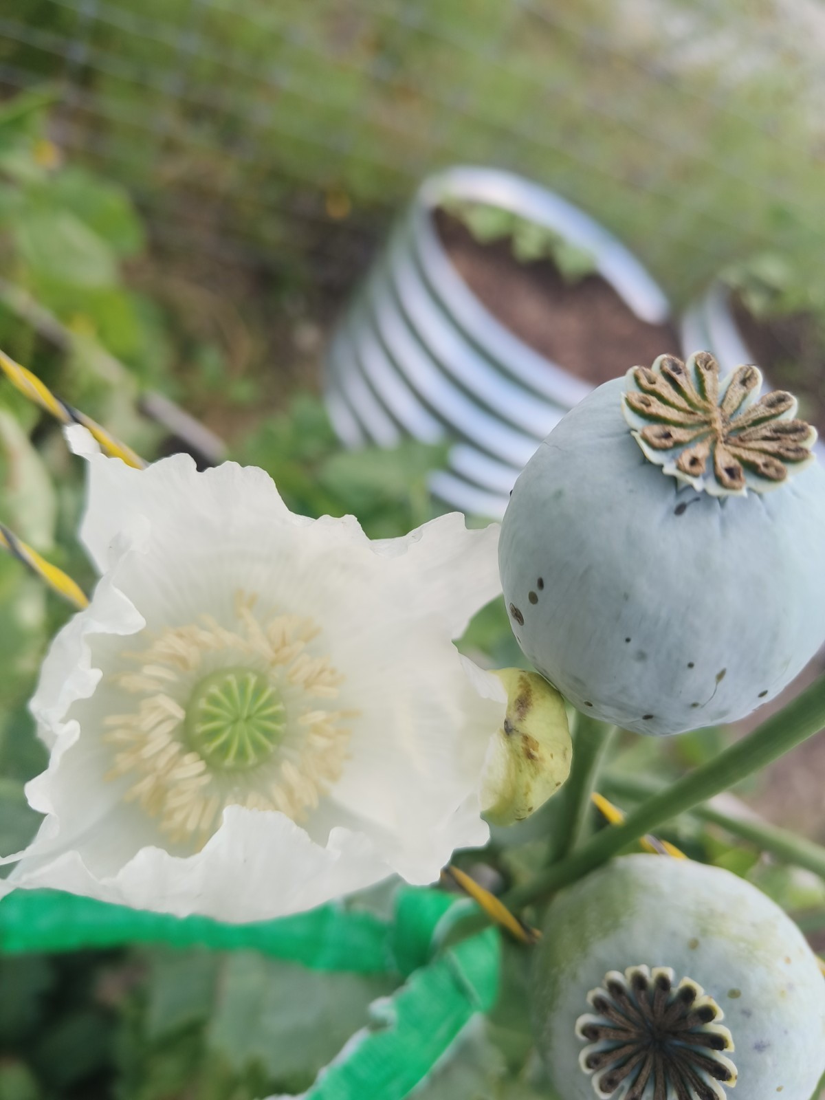 3,000 – 1 Gram Peshawar White Poppy Seeds – P. Somniferum – Giant & Solid White