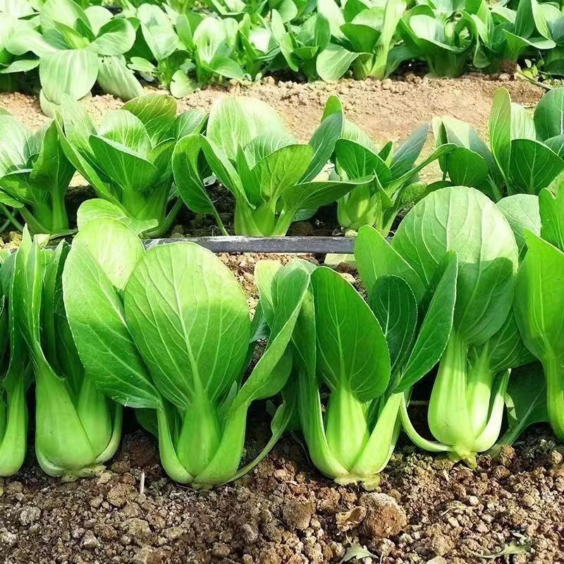 All Year Round Chinese Cabbage Seeds – 1000 Seeds – Non-GMO Heirloom Variety