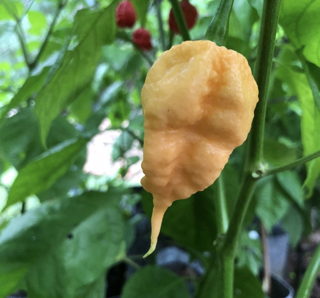 Hot!! 5 Peach Reaper Pepper Plants!! Ready To Ship!!