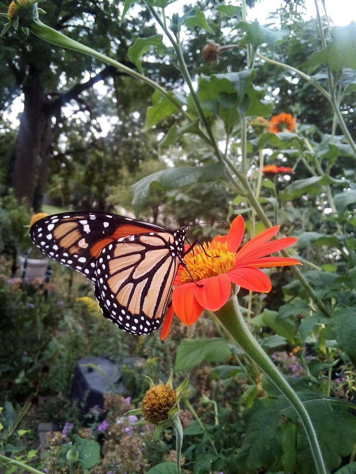 30 SEEDS MEXICAN SUNFLOWER TORCH TITHONIA SPECIOSA