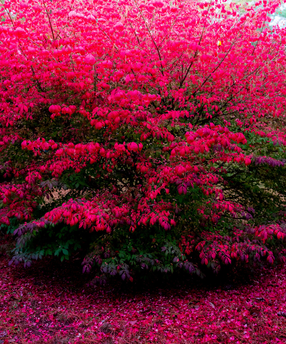 Burning Bush Fire Bush Euonymus alatus Live Plant Deer Resistant 2+ inches