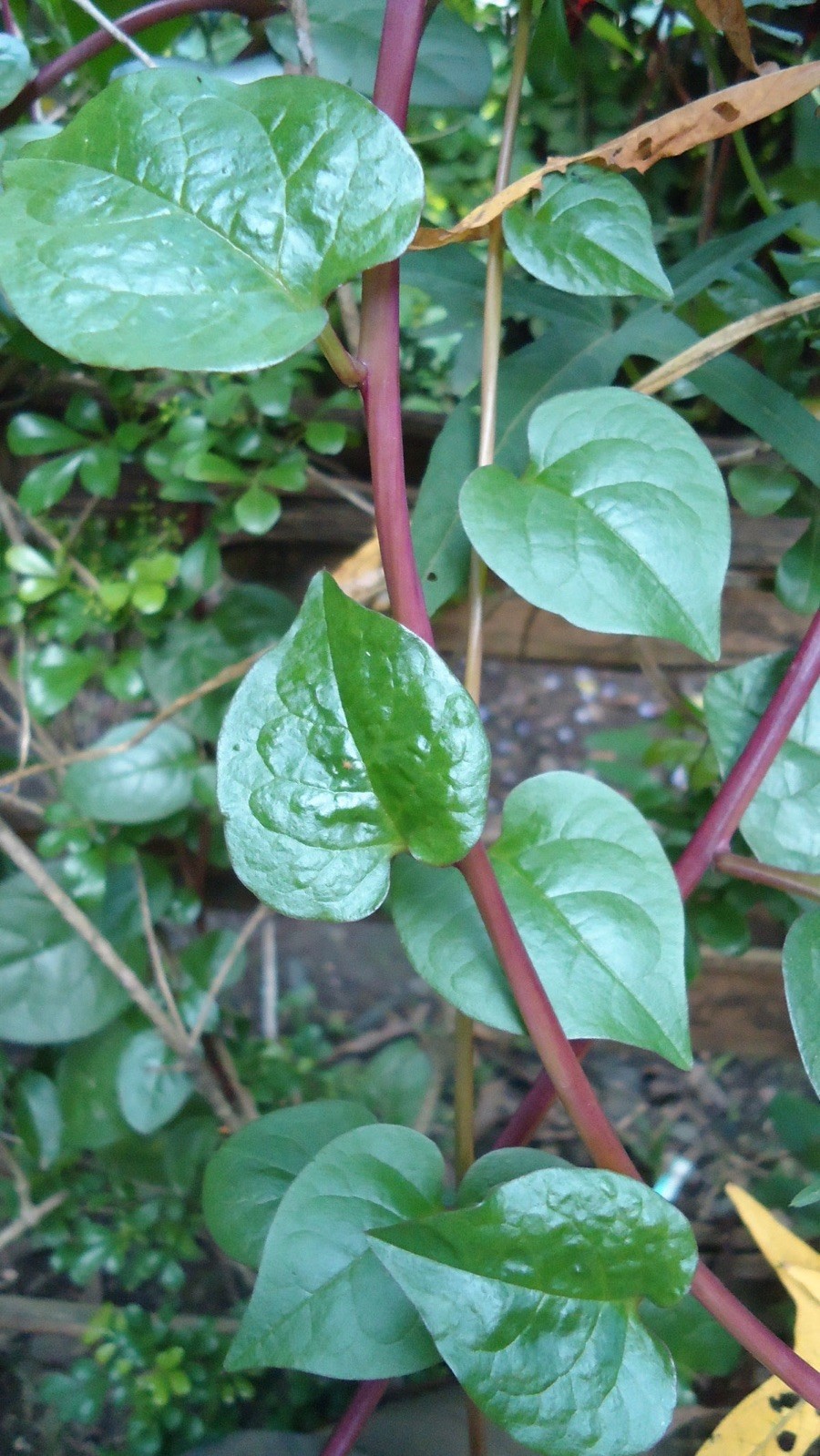 Basella rubra 40 Seeds – Red Malabar Spinach