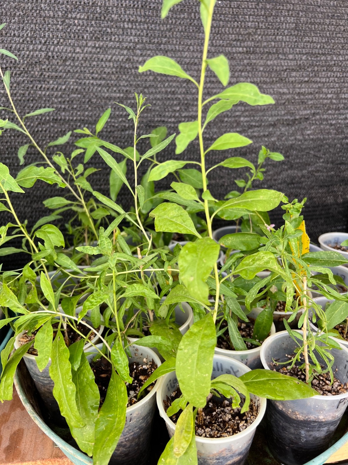RARE Mixed GOJI Berry Plants – Red, Yellow, Pink, Black – Superfood Fruit