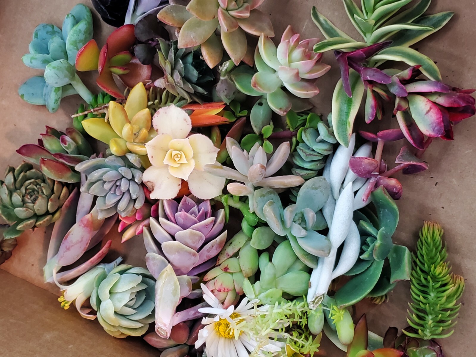 10 small unrooted succulent cuttings