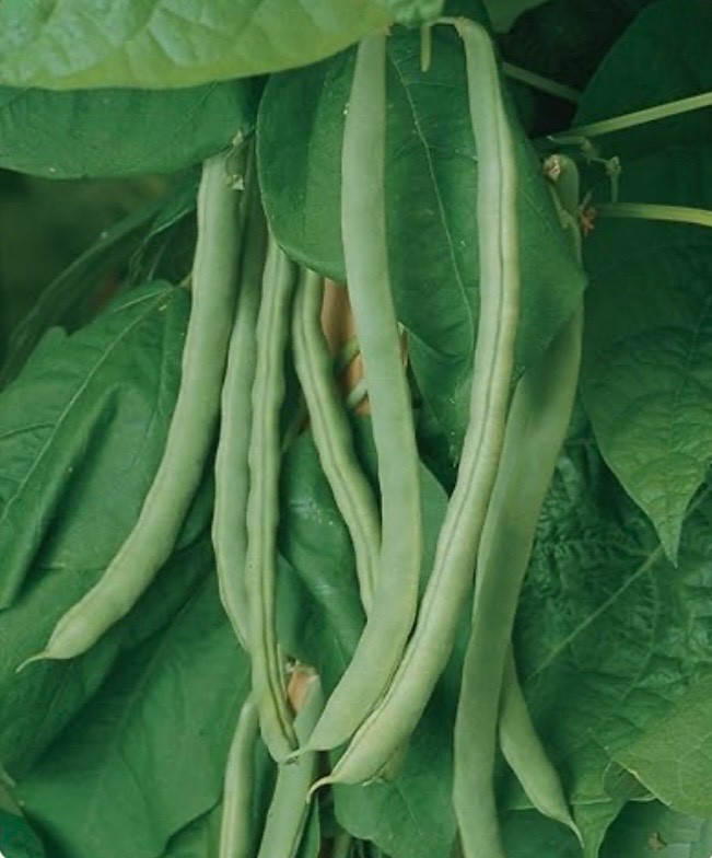 Organic Blue Lake 274 Bush Green Bean Seeds, Heirloom/Non-GMO, Fresh 2026 🇺🇸
