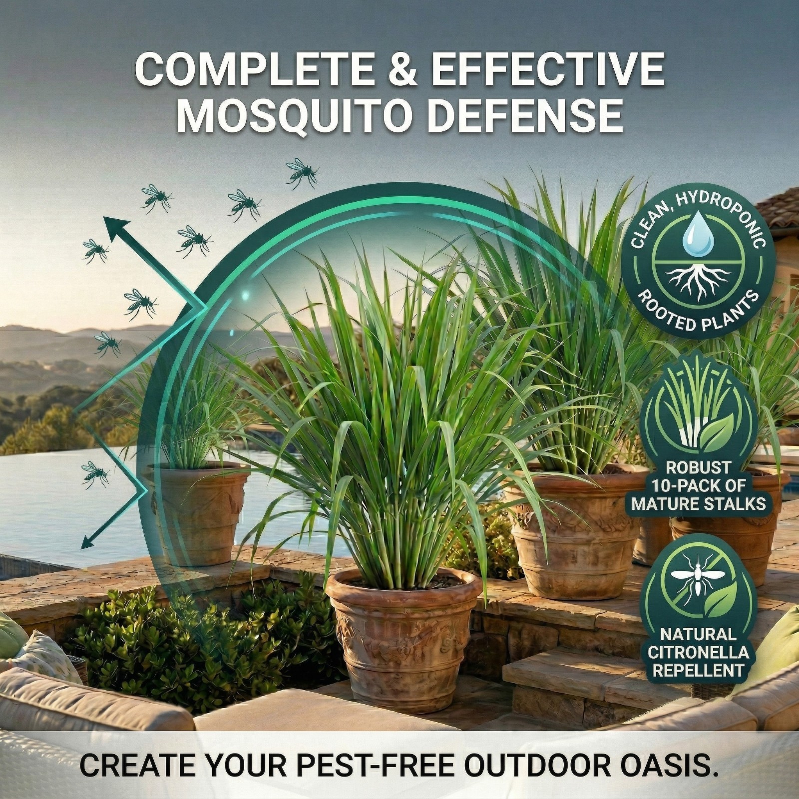 5 Pack Lemongrass Live Plants – 12″ Tall – Natural Mosquito Repellent Stalks