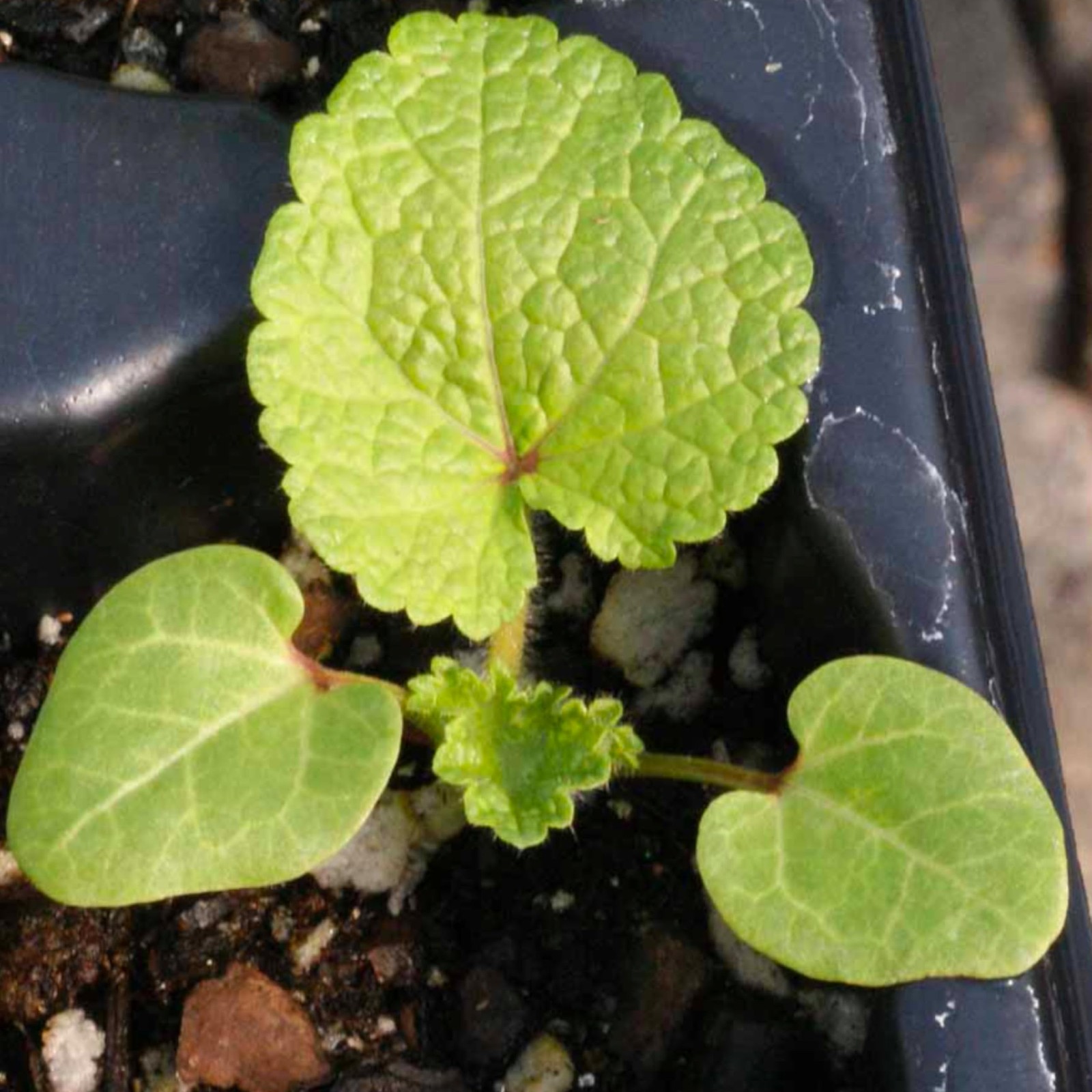Seed Needs Hollyhock Seeds Double Majorette Blend | 1,000+ Heirloom Seeds Alc…