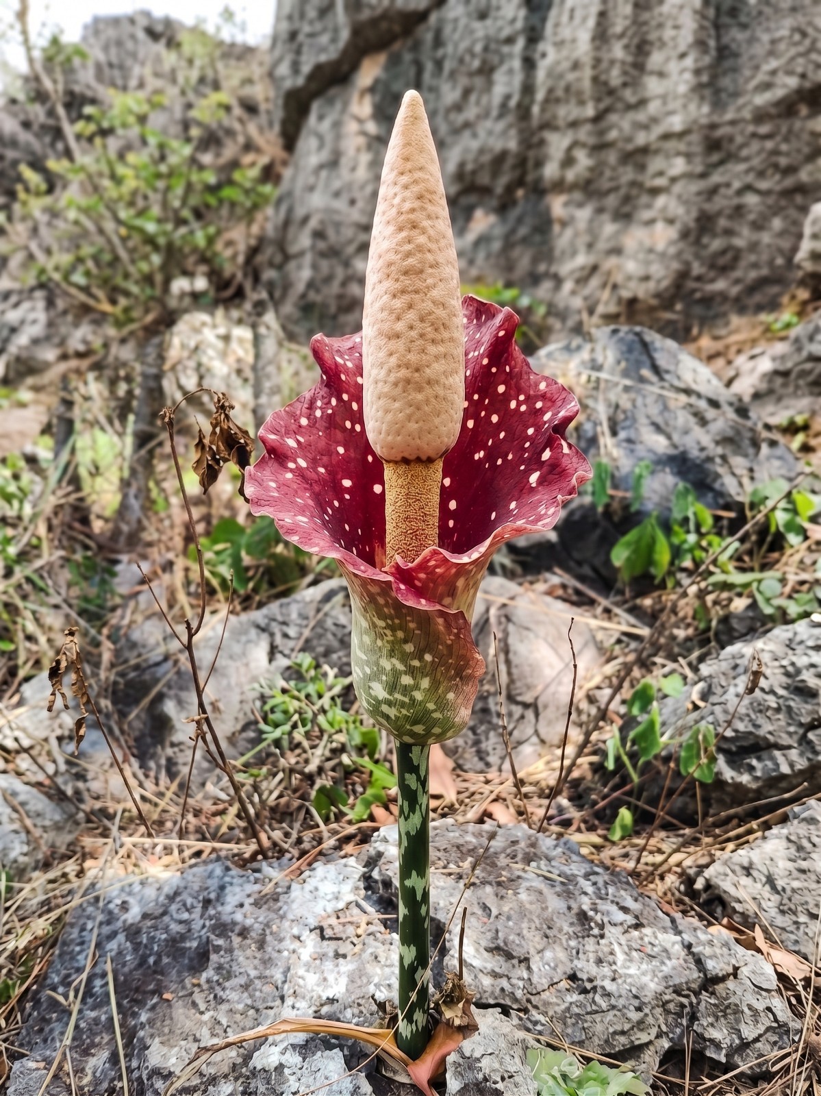 [BULB ONLY] Amorphophallus Blumei – DORMANT Konjac Caudex Bulb for Collectors