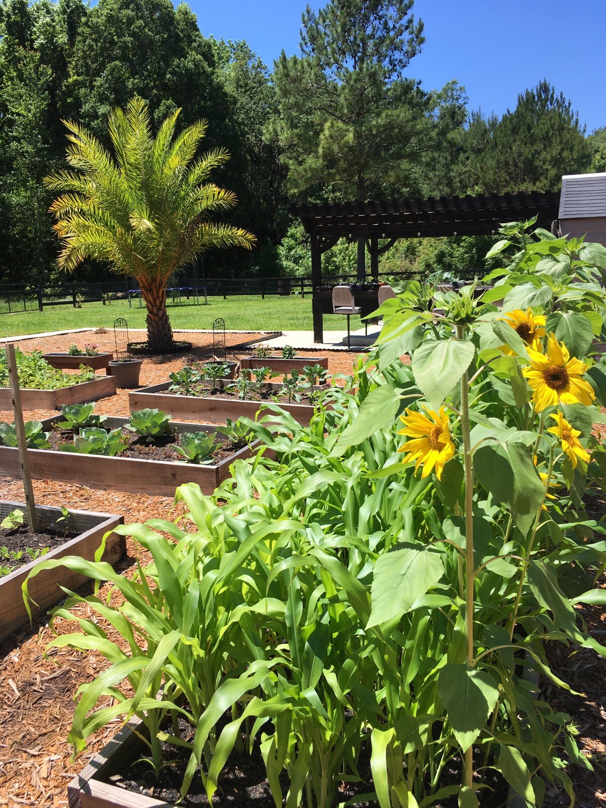 Survival Heirloom Seed Bank Vegetable Medicinal Fruit Herb Garden 50+ Varieties