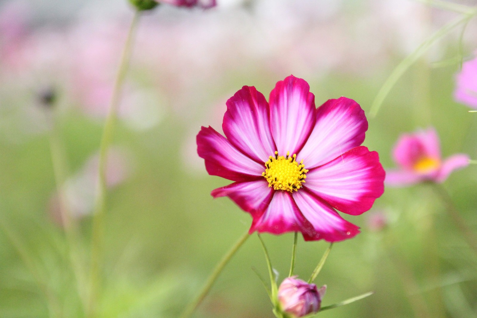 300 CANDY STRIPE COSMOS Cosmos Bipinnatus Flower Seeds