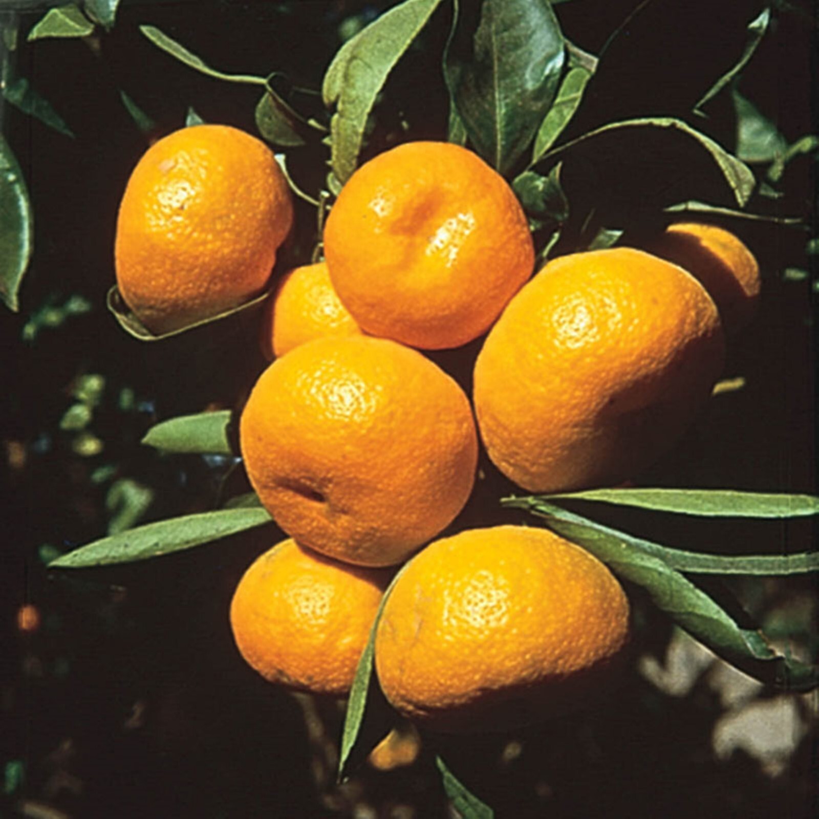 Florida only! Ponkan Mandarin, DWARF 26-30″ tall Chinese Honey Orange grafted