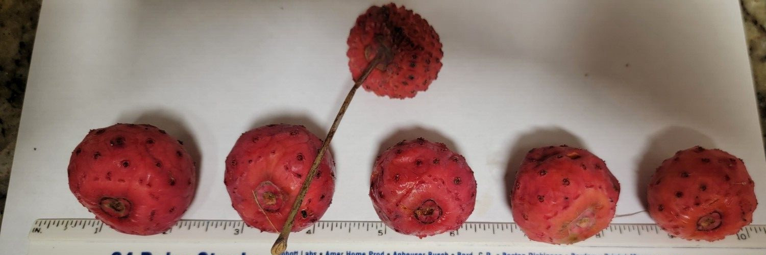 5 SEEDS Golfball Sized Fruit KOUSA DOGWOOD TREE With XL Jumbo 1.5 – 2 inch Fruit