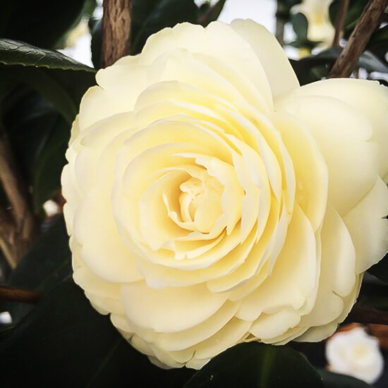 **LEMON GLOW*Unique Bloom**Camellia Japonica-Live Starter Plant -USA SELLER
