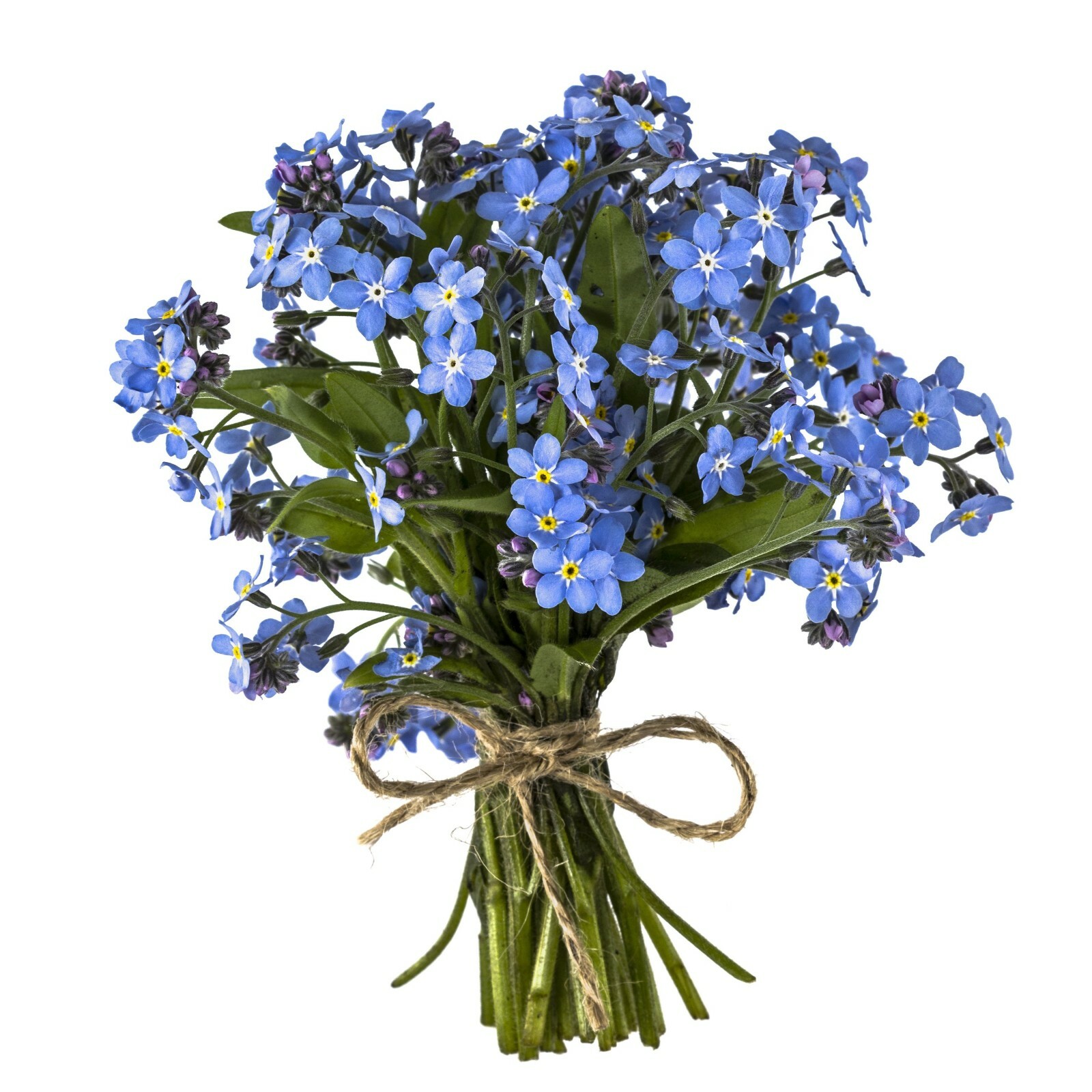 400+FORGET ME NOT Seed Woodland Wildflower Blue Blooms Spring Summer F.Sun/Shade