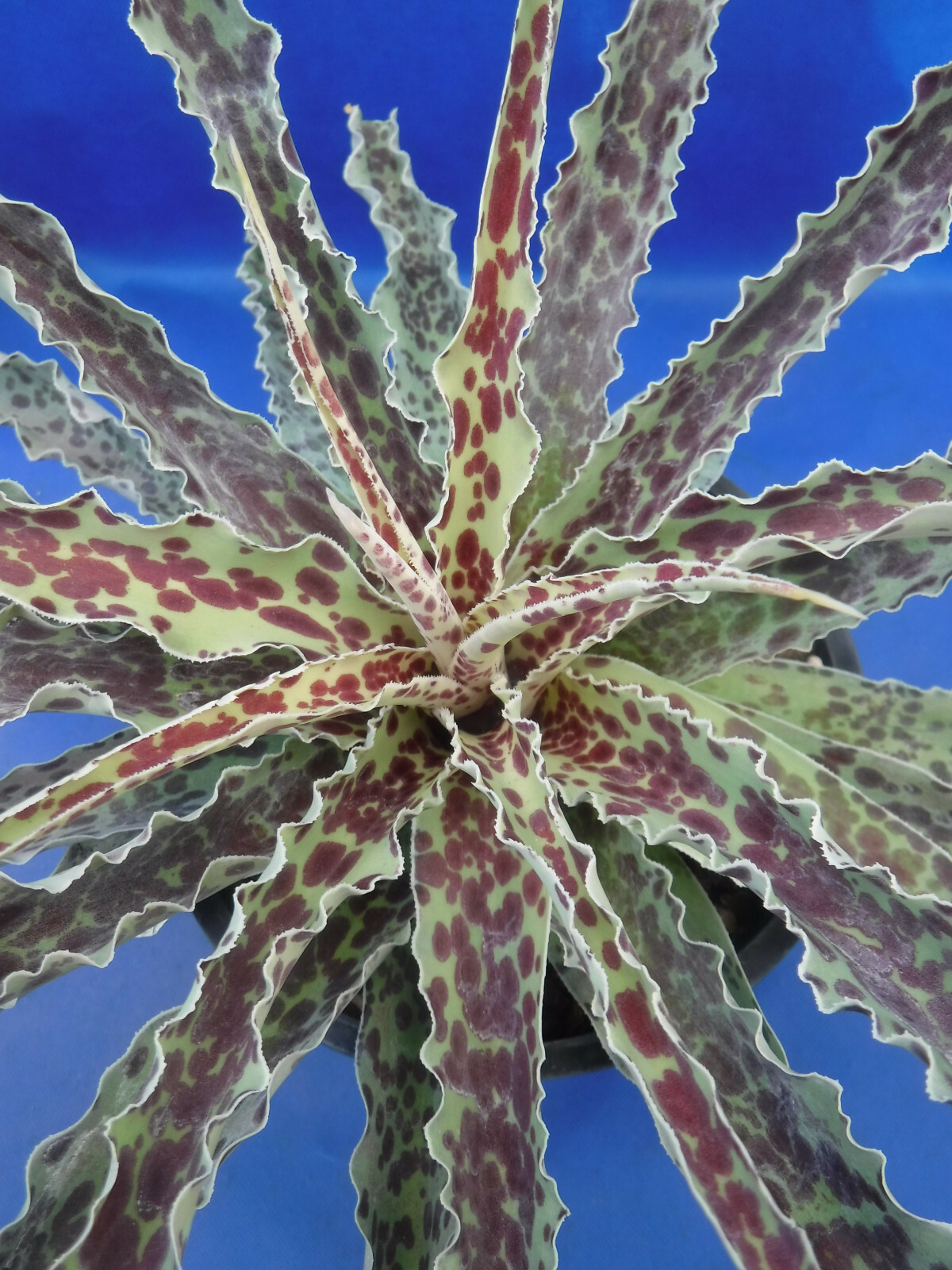 “Mint Chocolate Chip” Mangave STARTER Plants Agave & Manfreda Hybrid 4″-8″ Wide