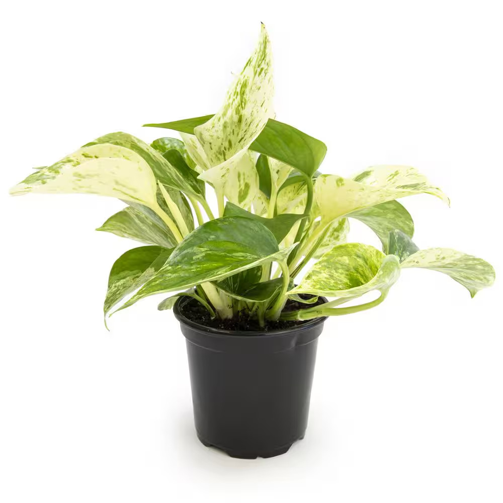 Marble Queen Pothos (Epipremnum Aureum) Indoor Houseplant in 4.25 In. Grower Pot