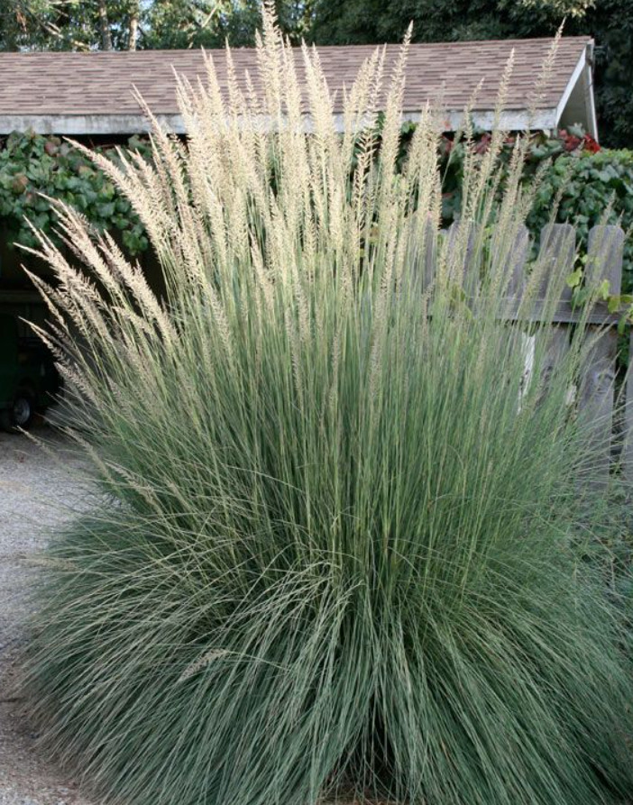 Big Muhly Grass Live Plant, 1 Gal, Ornamental Grass, Large Pink Fountain Grass