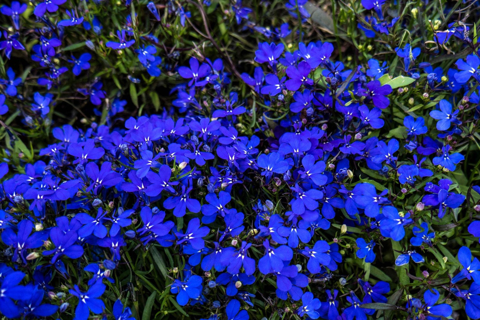 200 Electric Blue LOBELIA MONSOON Flower Seeds *Flat Shipping