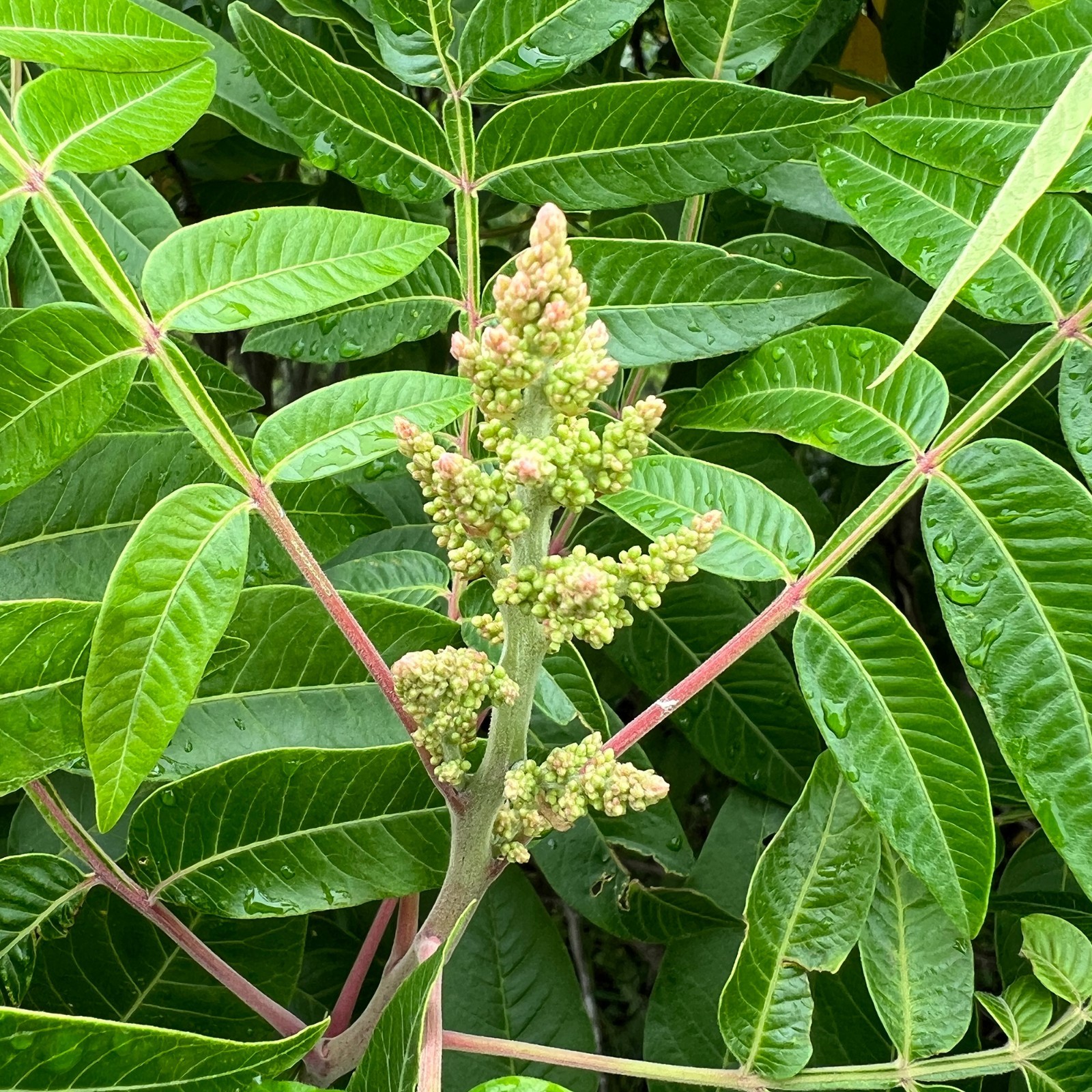 1500 Winged Sumac Tree Seeds Rhus copallinum – Fall Color & Wildlife – Zones 4-9