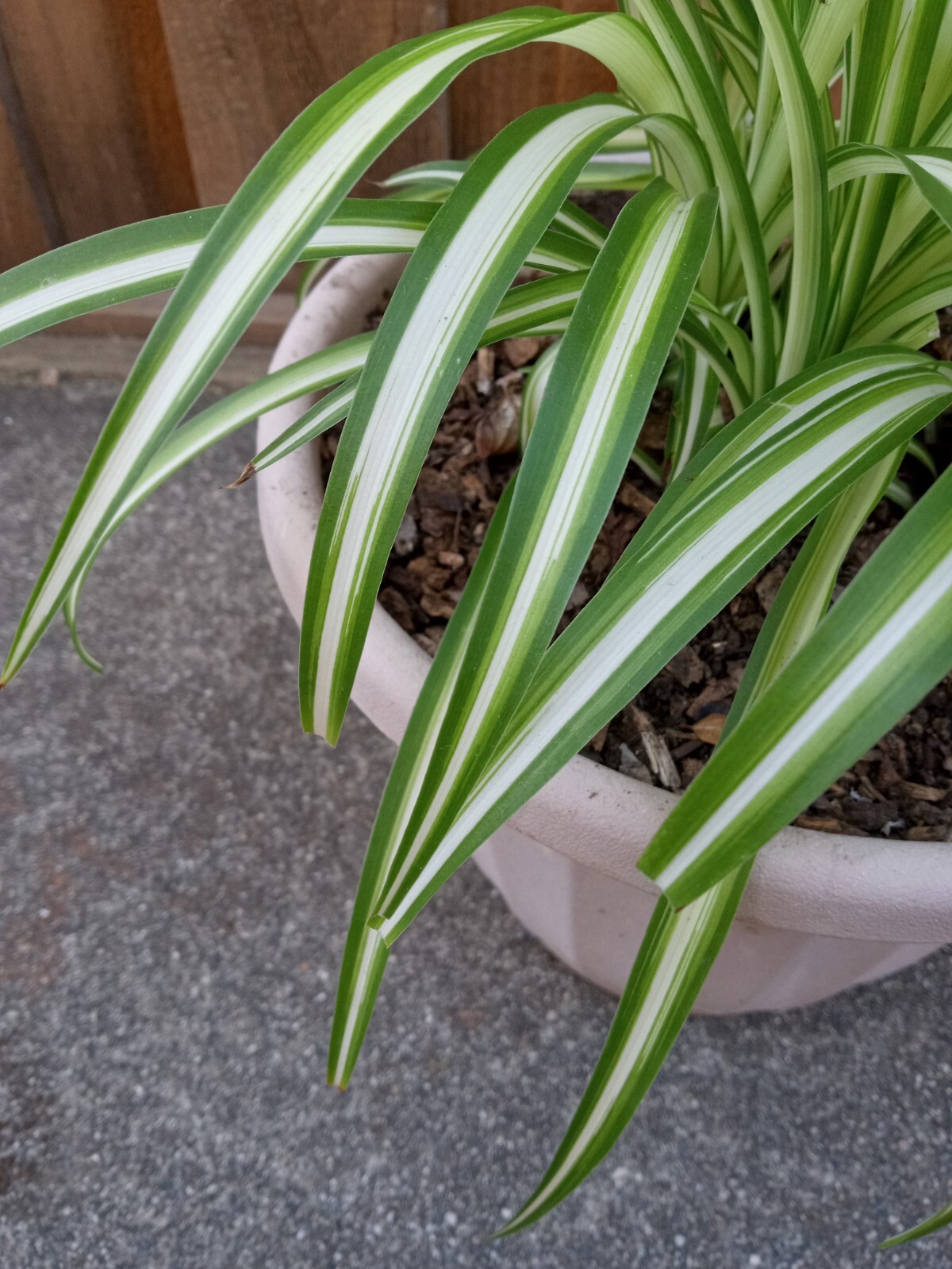 1 Variegated Live Spider Plant Pup ‘Chlorophytum Comosum” Rooted-Ready to Grow