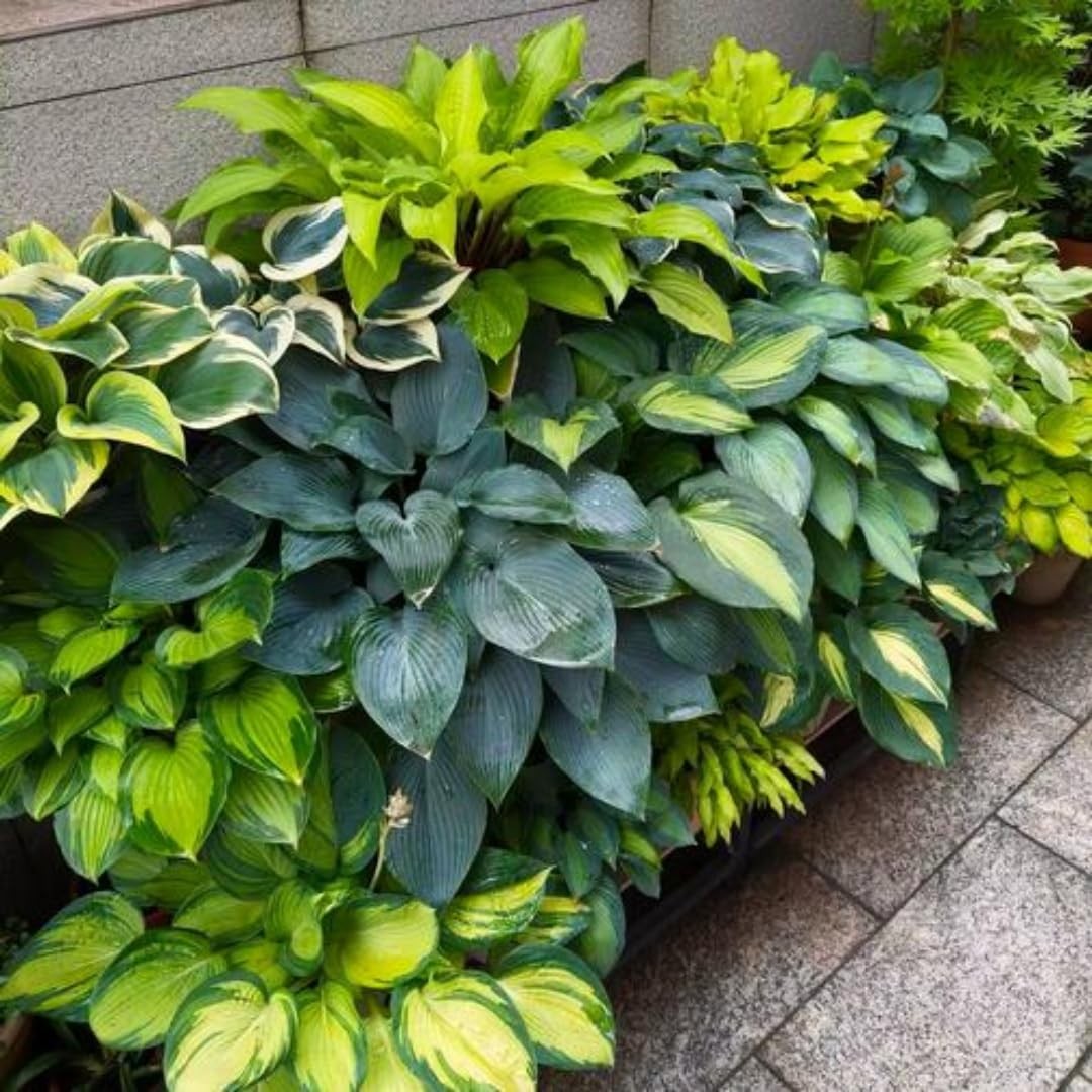 999pcs Premium Cold-Hardy Hosta Seeds, Non-GMO Perennial Shade Plants for Lawns,
