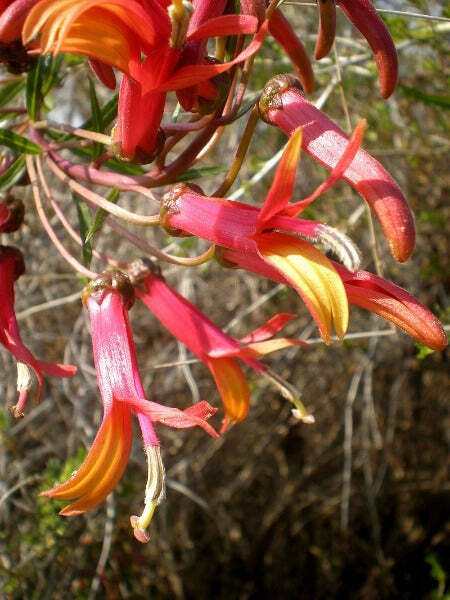 Lobelia laxiflora subsp. angustifolia | Hardy or Mexican Lobelia | 50 Tiny Seeds