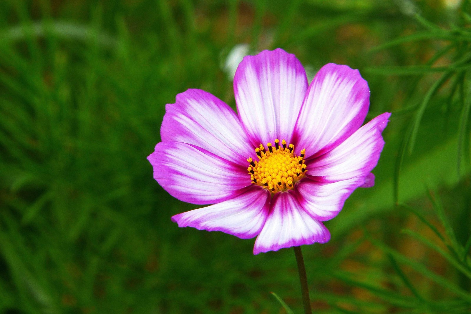 300 CANDY STRIPE COSMOS Cosmos Bipinnatus Flower Seeds