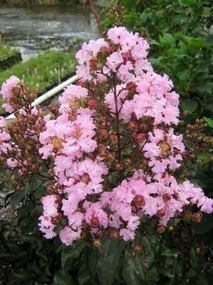 Crape Myrtle Rhapsody in Pink | 3 Gallon | Lagerstroemia indica | Summer Blooms