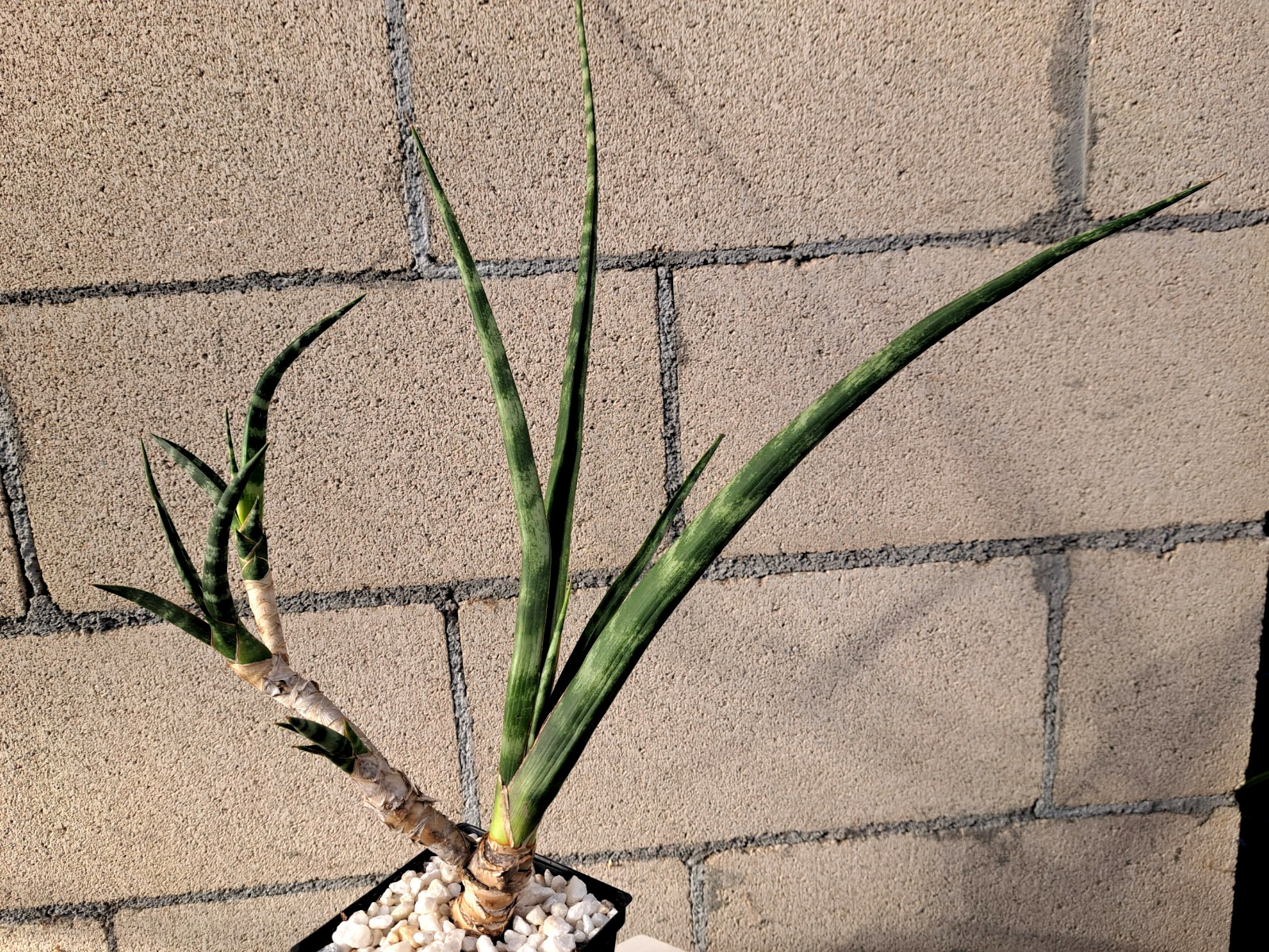 Sansevieria Fernwood Bonsai Tree Draceana Plant Houseplant Succulent