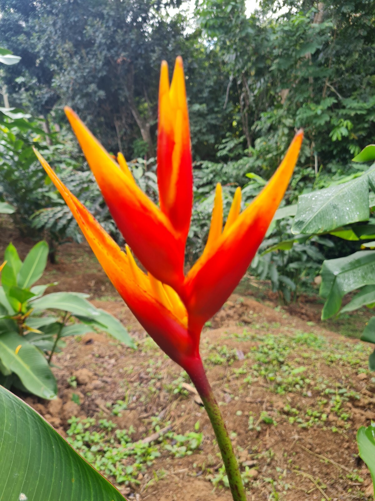 DWARF HELICONIA GOLDEN TORCH ADRIAN LIVE RHIZOME TROPICAL PLANT