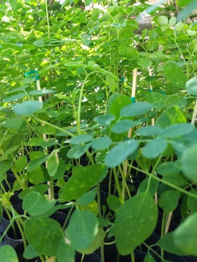 50 Moringa oleifera Seeds, Freshly Harvested, , Drumstick Plant seeds,